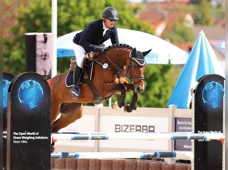 Deutsches Sportpferd Wallach 6 Jahre 166 cm Brauner in Gerstetten