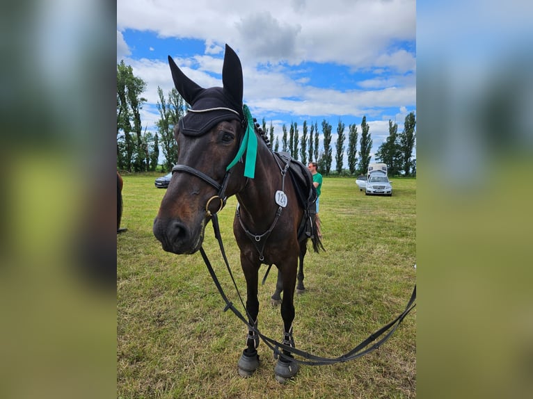 Deutsches Sportpferd Wallach 6 Jahre 166 cm Dunkelbrauner in Treuenbrietzen