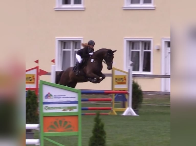 Deutsches Sportpferd Wallach 6 Jahre 166 cm Dunkelbrauner in Treuenbrietzen