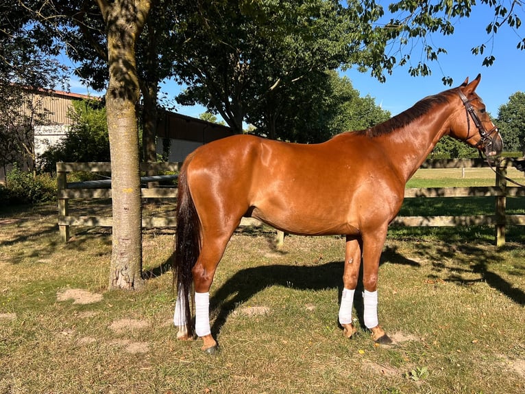 Deutsches Sportpferd Wallach 6 Jahre 166 cm Fuchs in Kyritz
