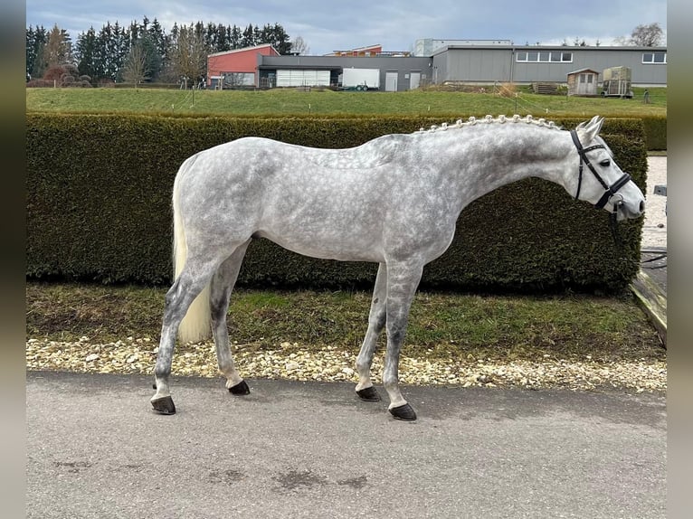 Deutsches Sportpferd Wallach 6 Jahre 167 cm Apfelschimmel in Gerstetten