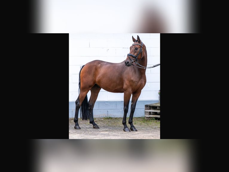 Deutsches Sportpferd Wallach 6 Jahre 167 cm Brauner in Diez