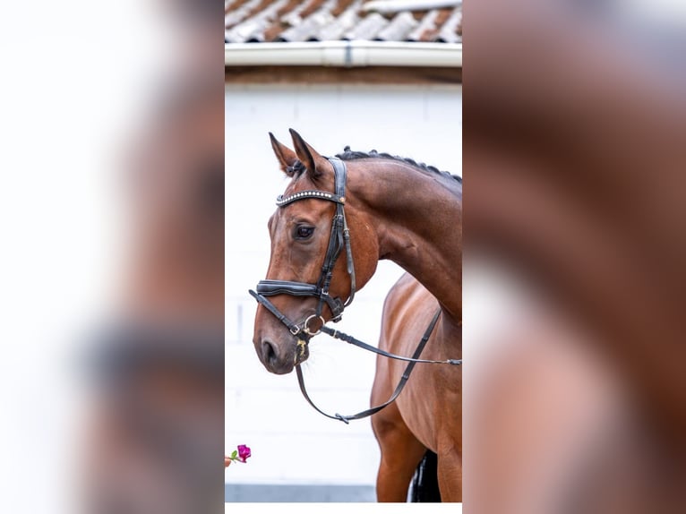Deutsches Sportpferd Wallach 6 Jahre 167 cm Brauner in Diez