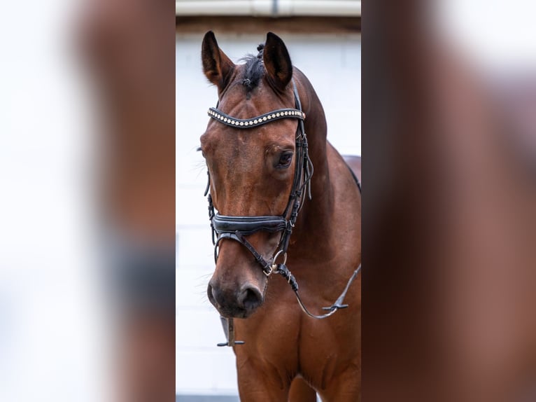 Deutsches Sportpferd Wallach 6 Jahre 167 cm Brauner in Diez