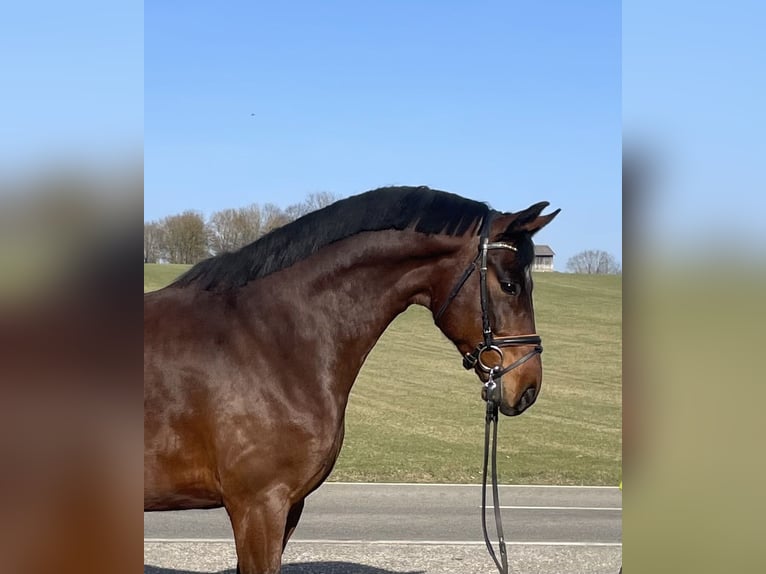 Deutsches Sportpferd Wallach 6 Jahre 167 cm Brauner in Drackenstein
