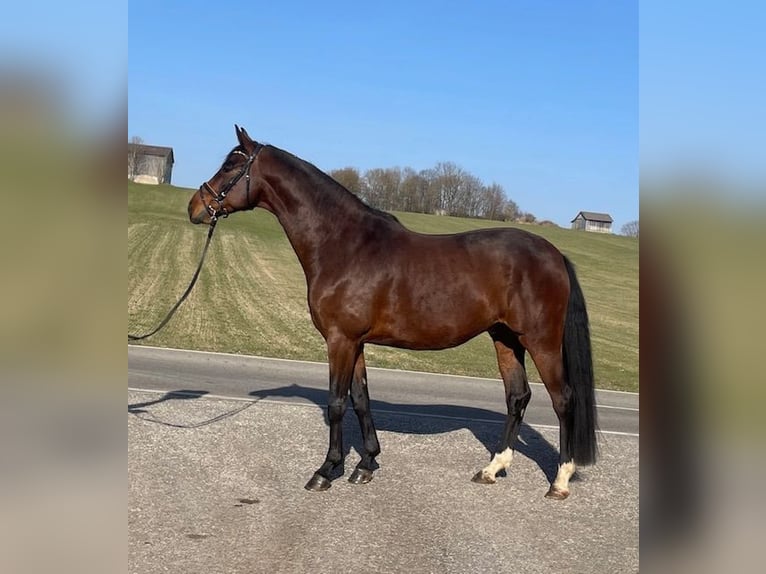 Deutsches Sportpferd Wallach 6 Jahre 167 cm Brauner in Drackenstein