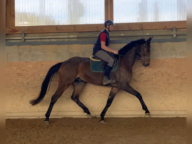 Deutsches Sportpferd Wallach 6 Jahre 167 cm Brauner in Neustadt in Sachsen