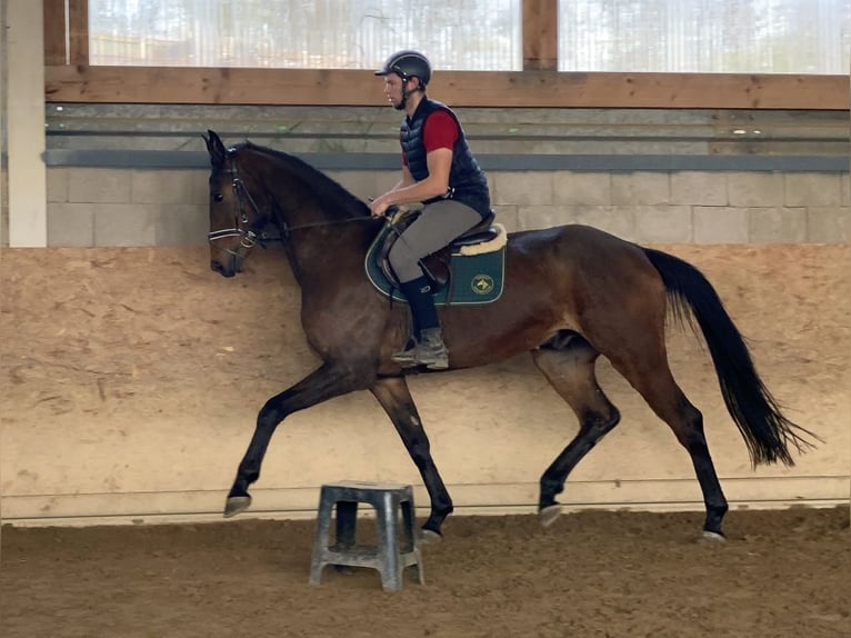 Deutsches Sportpferd Wallach 6 Jahre 167 cm Brauner in Neustadt in Sachsen