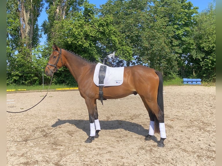 Deutsches Sportpferd Wallach 6 Jahre 167 cm Brauner in Neustadt in Sachsen