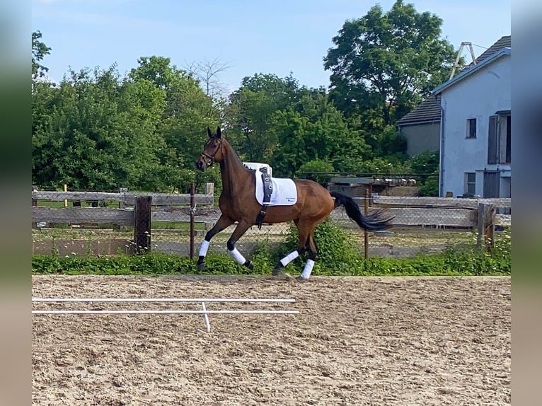 Deutsches Sportpferd Wallach 6 Jahre 167 cm Brauner in Neustadt in Sachsen