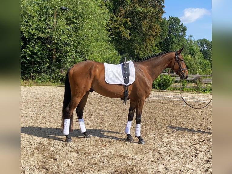 Deutsches Sportpferd Wallach 6 Jahre 167 cm Brauner in Neustadt in Sachsen