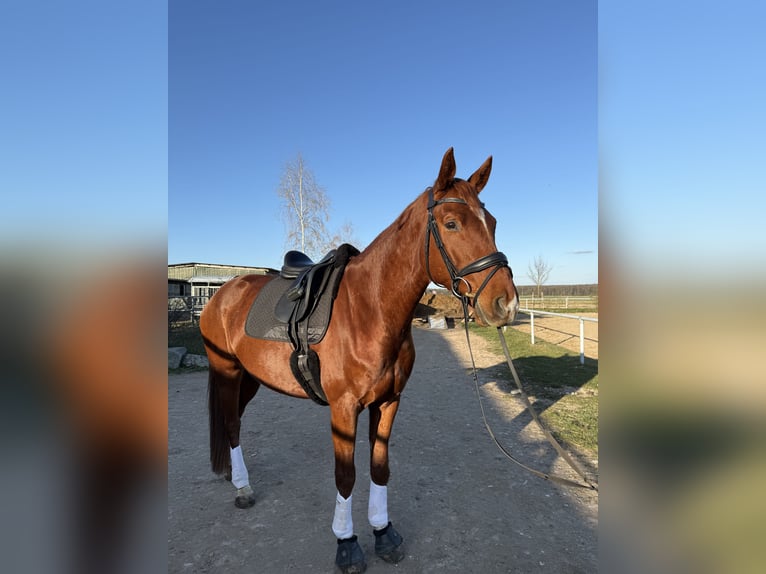 Deutsches Sportpferd Wallach 6 Jahre 167 cm Fuchs in Neu-Anspach