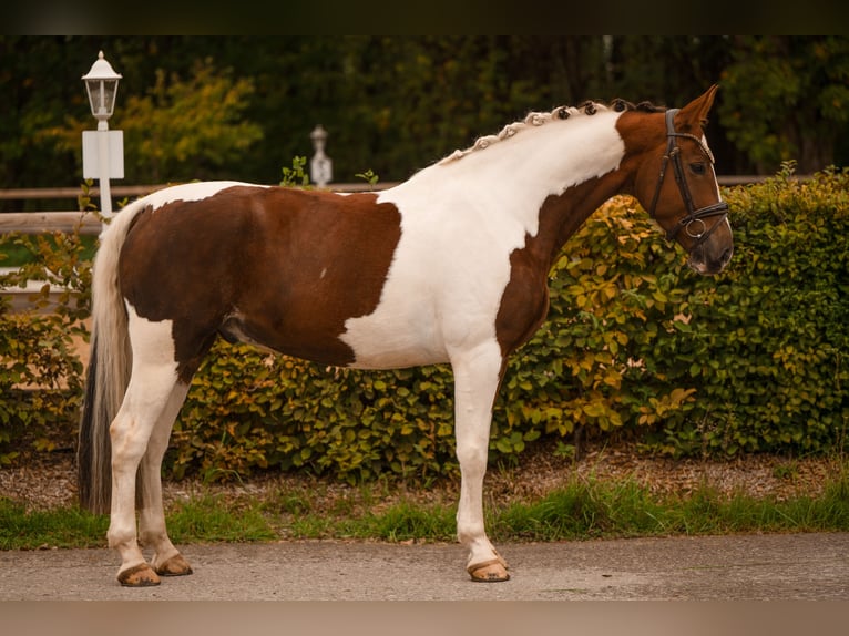 Deutsches Sportpferd Wallach 6 Jahre 167 cm Schecke in Wehringen