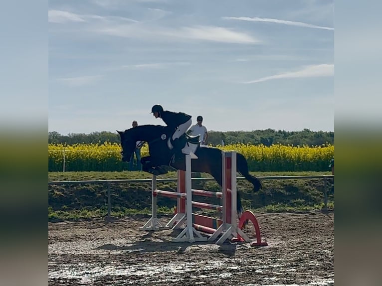 Deutsches Sportpferd Wallach 6 Jahre 167 cm  in Gifhorn