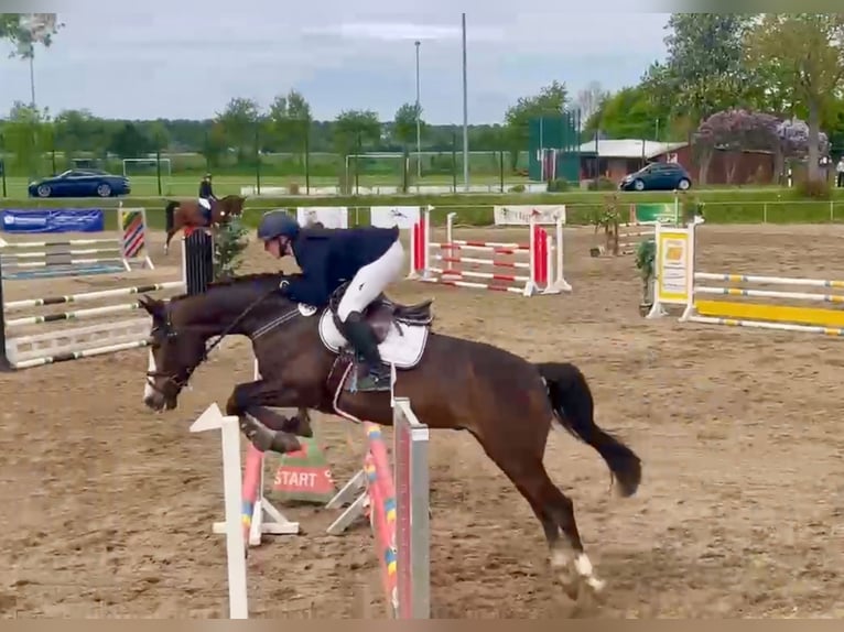 Deutsches Sportpferd Wallach 6 Jahre 167 cm  in Gifhorn