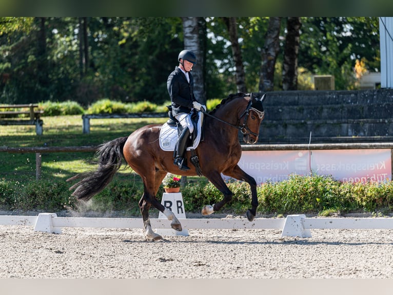 Deutsches Sportpferd Wallach 6 Jahre 168 cm Brauner in Aidlingen Deutsches Sportpferd Wallach 6 Jahre 168 cm Brauner in Aidlingen