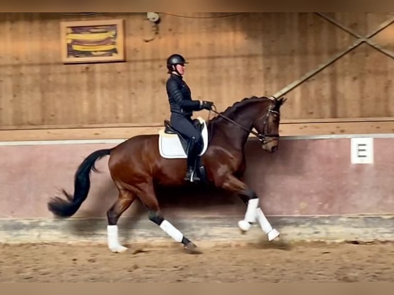 Deutsches Sportpferd Wallach 6 Jahre 168 cm Brauner in Bretten