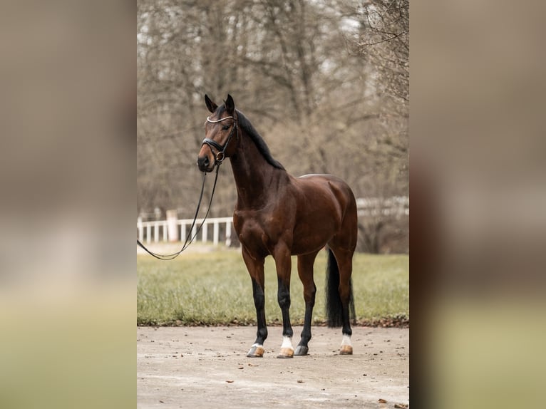 Deutsches Sportpferd Wallach 6 Jahre 168 cm Brauner in Bretten