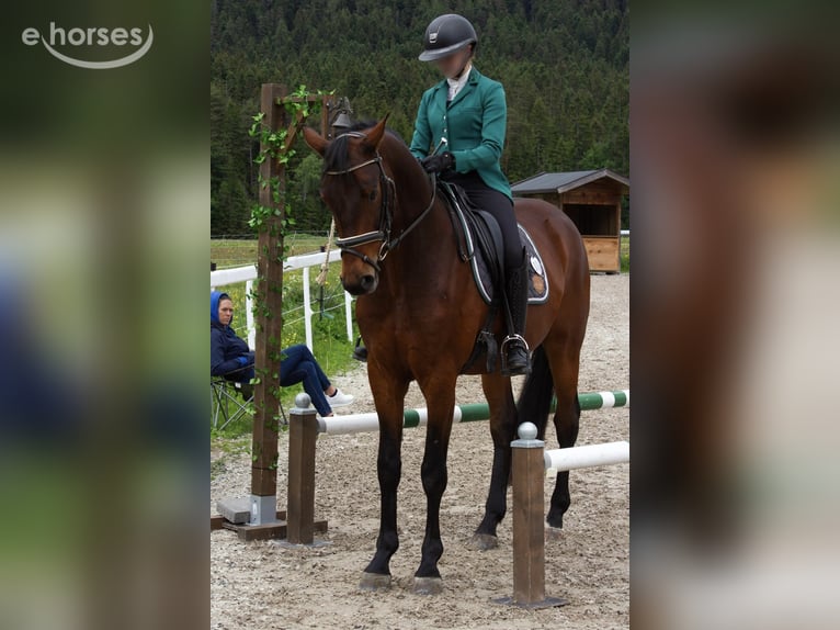 Deutsches Sportpferd Wallach 6 Jahre 168 cm Brauner in Polling