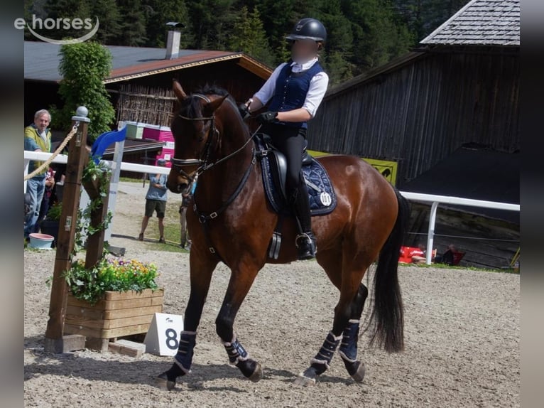 Deutsches Sportpferd Wallach 6 Jahre 168 cm Brauner in Polling