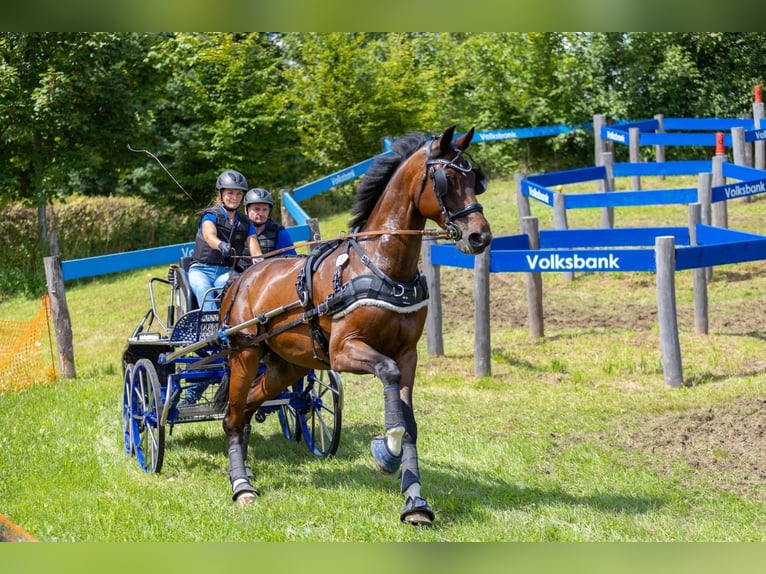 Deutsches Sportpferd Wallach 6 Jahre 168 cm Brauner in Ketsch