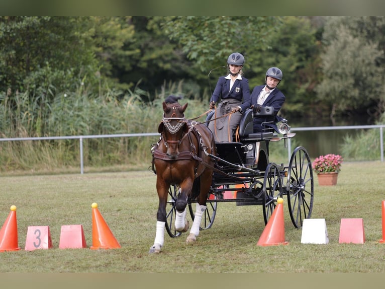 Deutsches Sportpferd Wallach 6 Jahre 168 cm Brauner in Ketsch