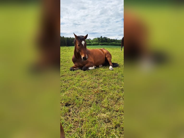 Deutsches Sportpferd Wallach 6 Jahre 168 cm Brauner in Vierkirchen