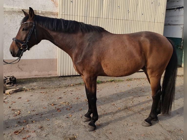 Deutsches Sportpferd Wallach 6 Jahre 168 cm Brauner in Rehbach