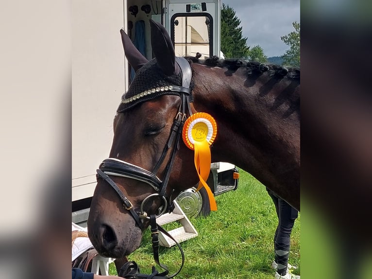 Deutsches Sportpferd Wallach 6 Jahre 168 cm Dunkelbrauner in Walshausen