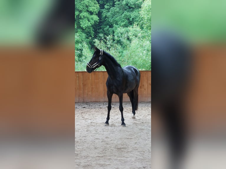 Deutsches Sportpferd Wallach 6 Jahre 168 cm Dunkelbrauner in Walshausen