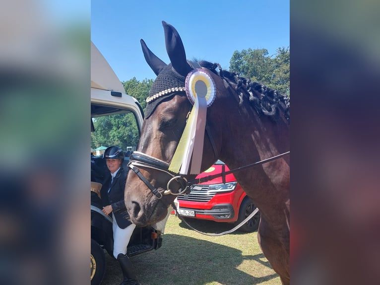 Deutsches Sportpferd Wallach 6 Jahre 168 cm Dunkelbrauner in Walshausen