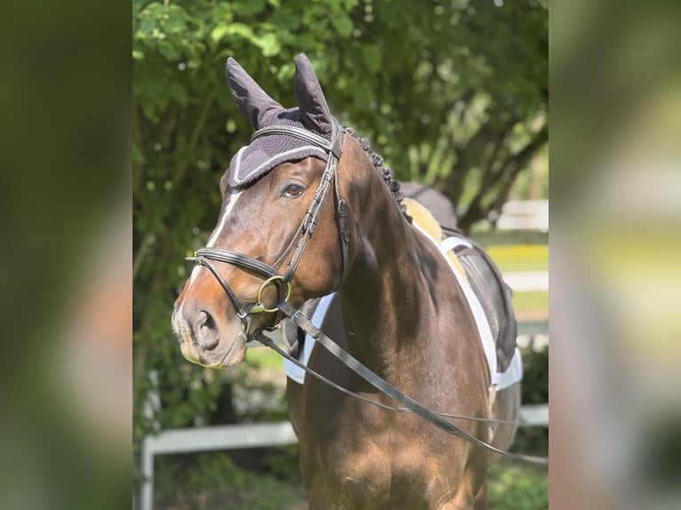 Deutsches Sportpferd Wallach 6 Jahre 168 cm Dunkelbrauner in Kirchzarten