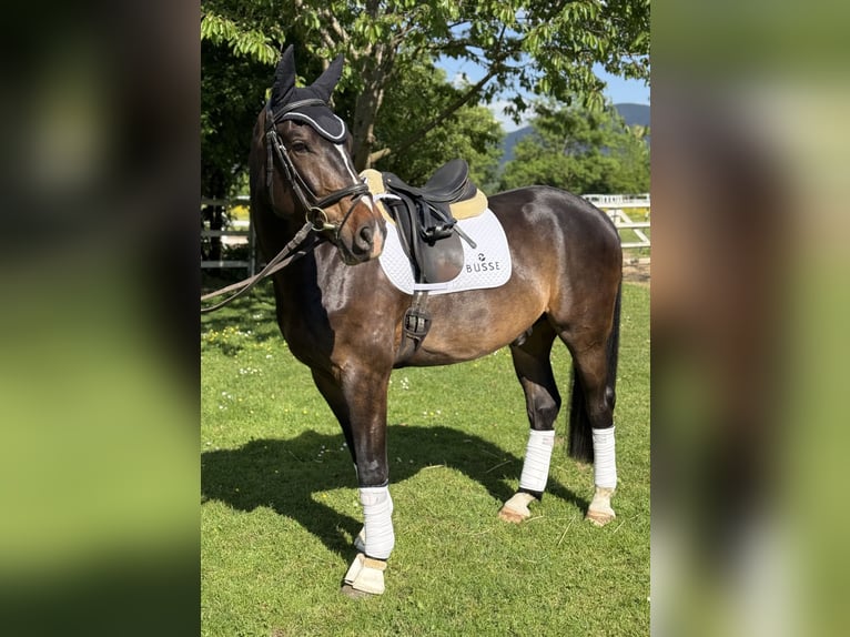 Deutsches Sportpferd Wallach 6 Jahre 168 cm Dunkelbrauner in Kirchzarten
