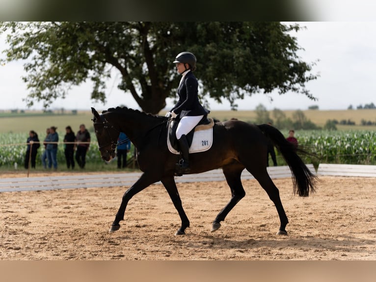 Deutsches Sportpferd Wallach 6 Jahre 168 cm Dunkelbrauner in Saara