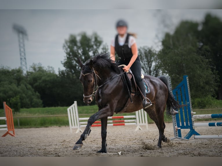Deutsches Sportpferd Wallach 6 Jahre 168 cm Dunkelbrauner in Saara