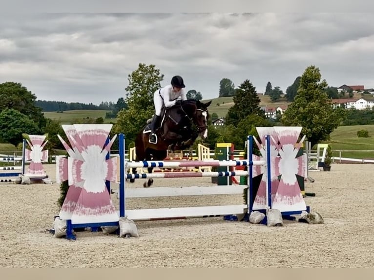 Deutsches Sportpferd Wallach 6 Jahre 168 cm Dunkelbrauner in Altusried