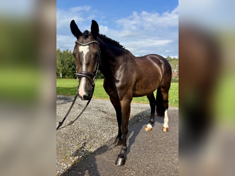 Deutsches Sportpferd Wallach 6 Jahre 168 cm Dunkelbrauner in Altusried