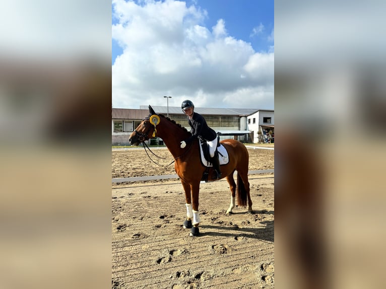 Deutsches Sportpferd Wallach 6 Jahre 168 cm Dunkelfuchs in Mainz