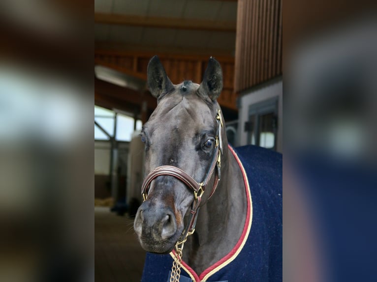 Deutsches Sportpferd Wallach 6 Jahre 168 cm Rappe in Erharting