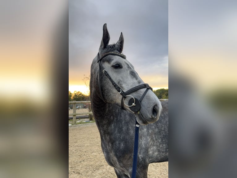 Deutsches Sportpferd Wallach 6 Jahre 168 cm Schimmel in Krombach