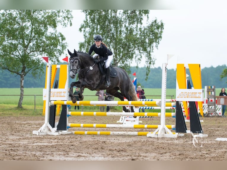 Deutsches Sportpferd Wallach 6 Jahre 168 cm Schimmel in Krombach