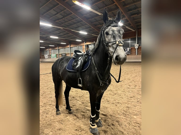 Deutsches Sportpferd Wallach 6 Jahre 168 cm Schimmel in Krombach