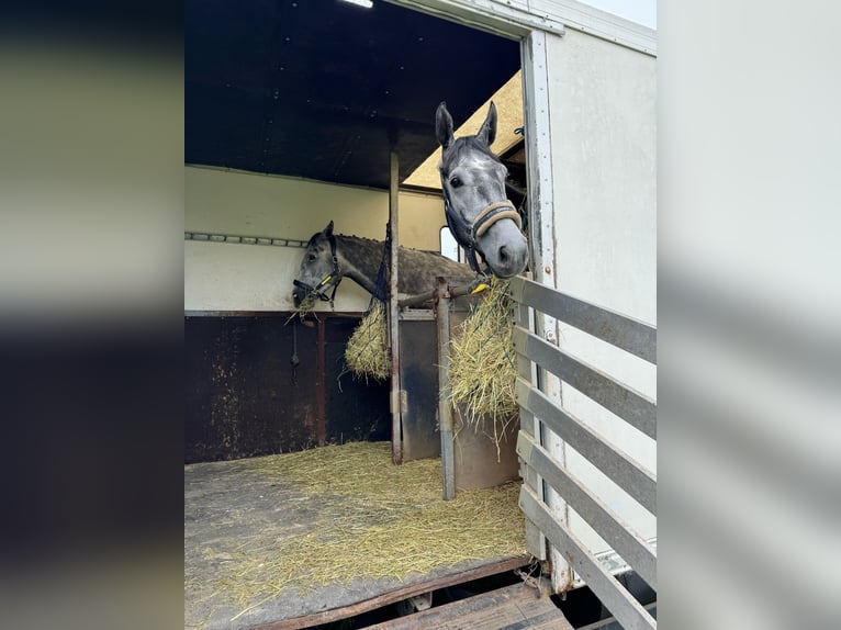 Deutsches Sportpferd Wallach 6 Jahre 168 cm Schimmel in Krombach