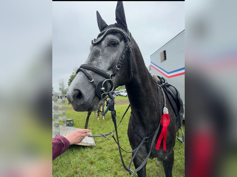 Deutsches Sportpferd Wallach 6 Jahre 168 cm Schimmel in Krombach