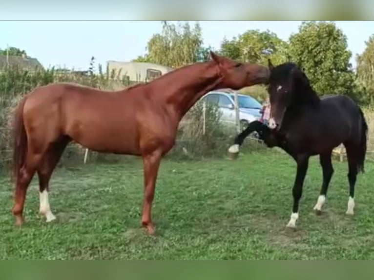 Deutsches Sportpferd Wallach 6 Jahre 168 cm Schwarzbrauner in Güstrow