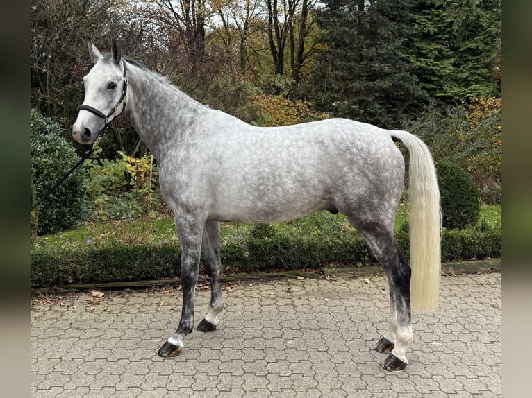 Deutsches Sportpferd Wallach 6 Jahre 169 cm Apfelschimmel in WipperfürthWipperfürth