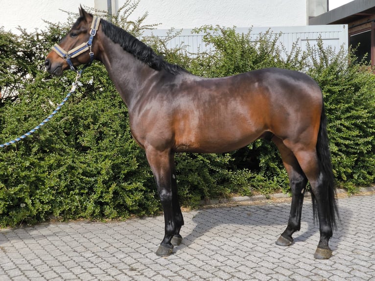 Deutsches Sportpferd Wallach 6 Jahre 169 cm Brauner in Bernried