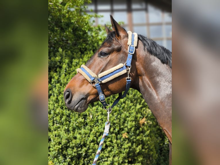 Deutsches Sportpferd Wallach 6 Jahre 169 cm Brauner in Bernried