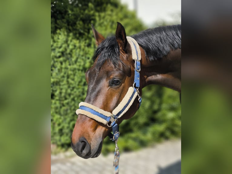 Deutsches Sportpferd Wallach 6 Jahre 169 cm Brauner in Bernried