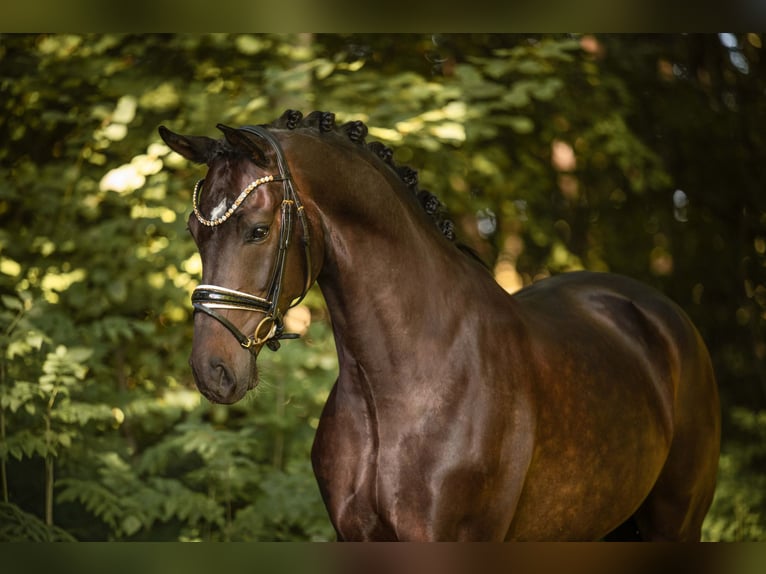 Deutsches Sportpferd Wallach 6 Jahre 169 cm Brauner in Wehringen
